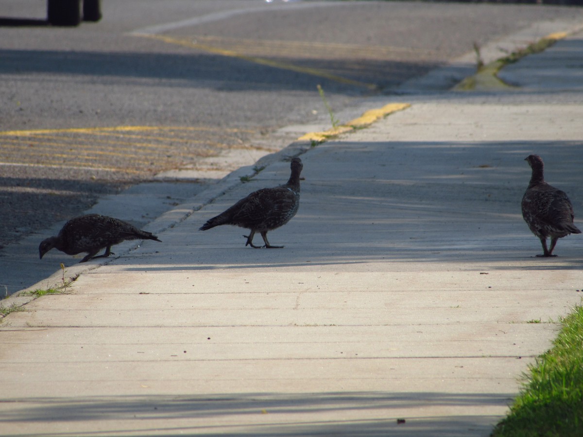 Dusky Grouse - ML481300661