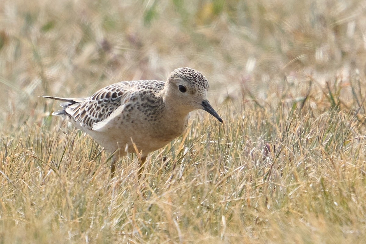 Buff-breasted Sandpiper - ML481300681