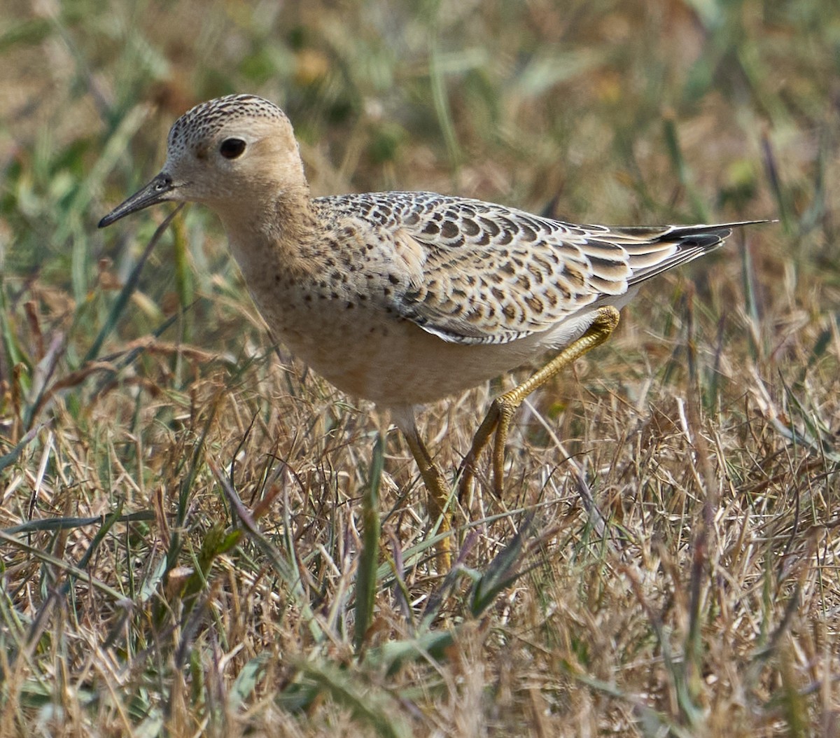 Buff-breasted Sandpiper - ML481300691