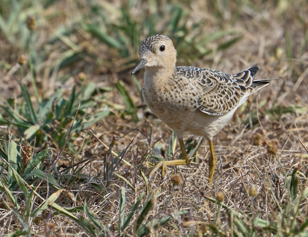 Buff-breasted Sandpiper - ML481300711