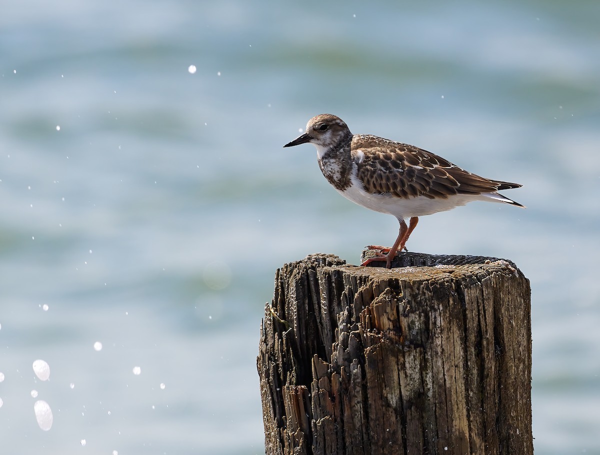 Ruddy Turnstone - ML481300731