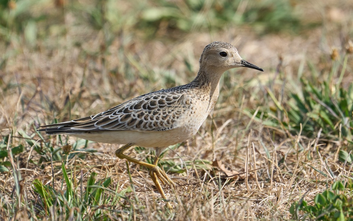 Buff-breasted Sandpiper - ML481300741