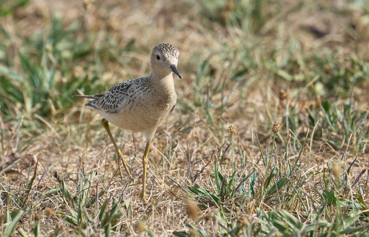 Buff-breasted Sandpiper - ML481300751