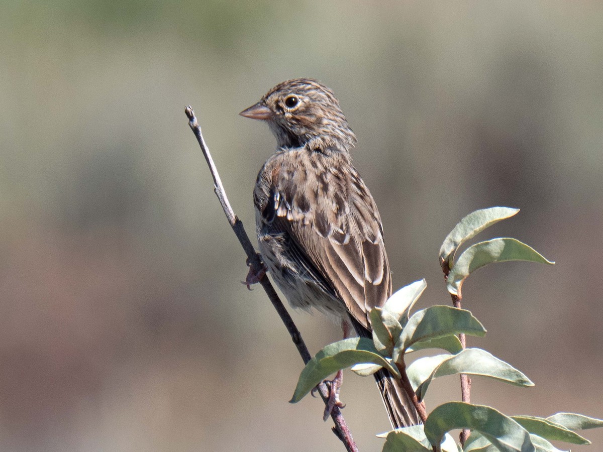 Vesper Sparrow - ML481301721