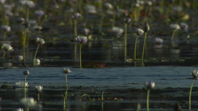 swallow sp. - ML481302