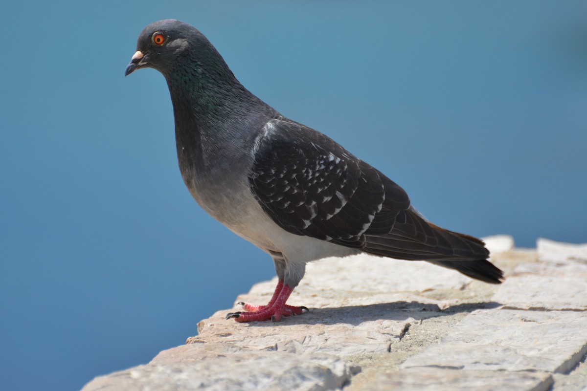 Rock Pigeon (Feral Pigeon) - Zechariah Meunier