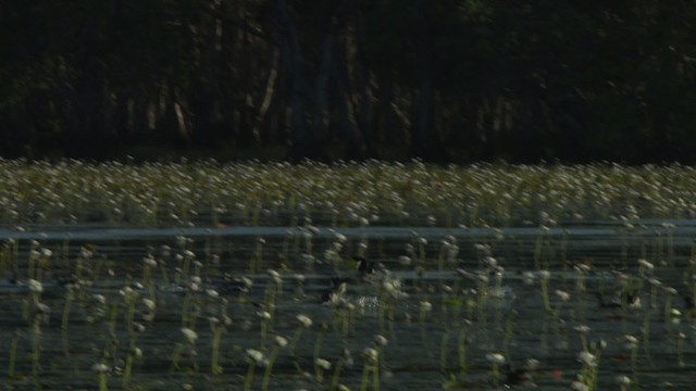 Green Pygmy-Goose - ML481304