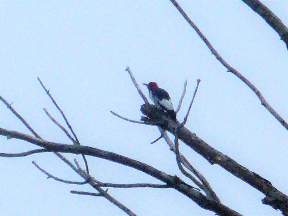 Pic à tête rouge - ML481304171