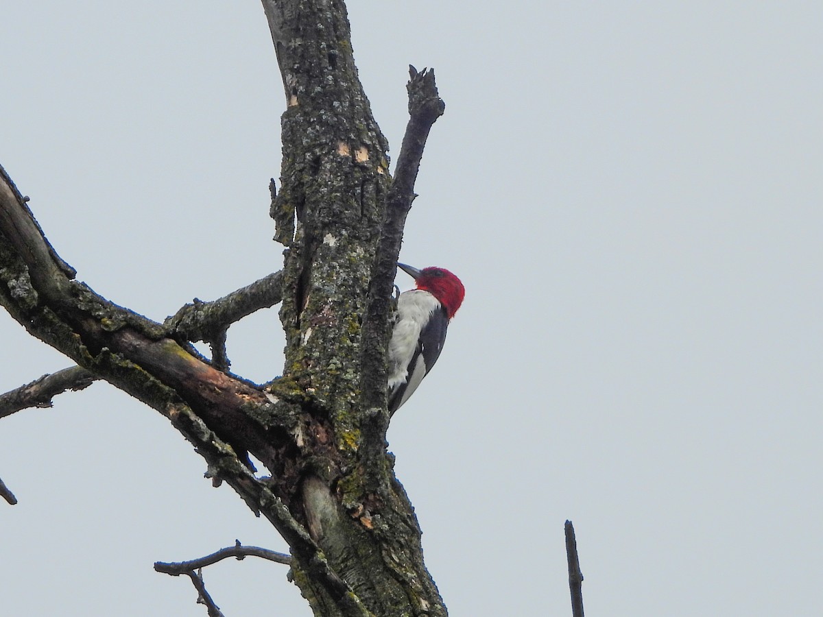 Pic à tête rouge - ML481306321