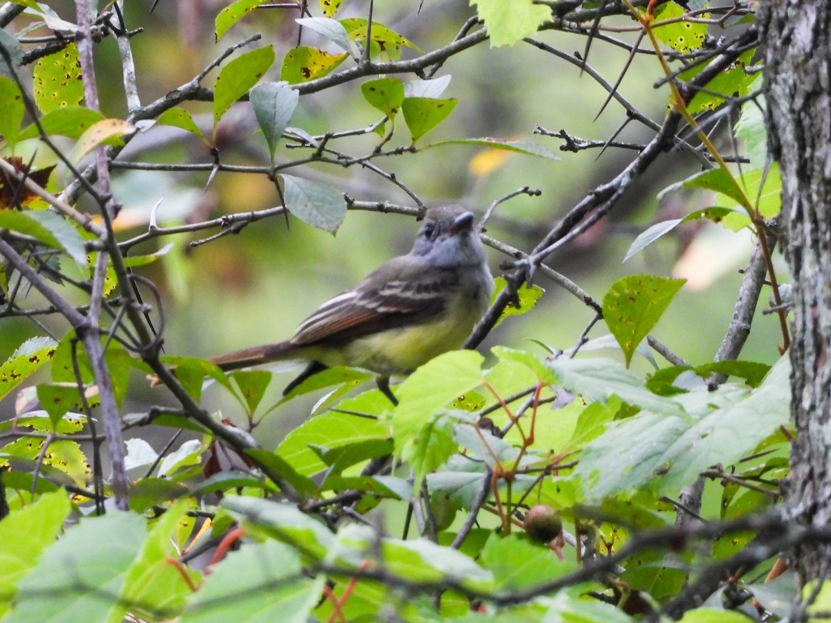 Great Crested Flycatcher - ML481306811