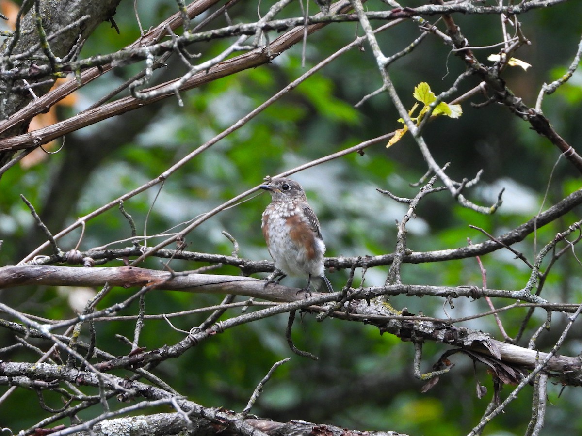 Eastern Bluebird - ML481307241