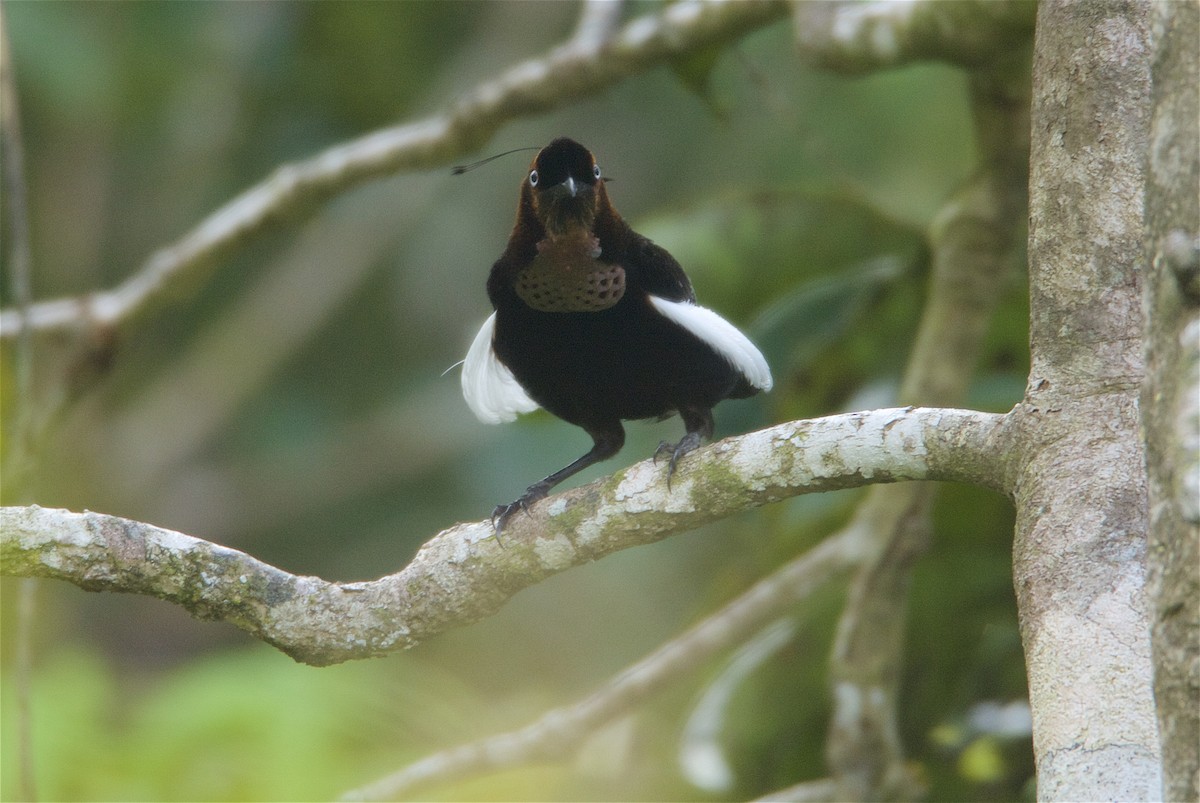 Bronze Parotia - ML48130731