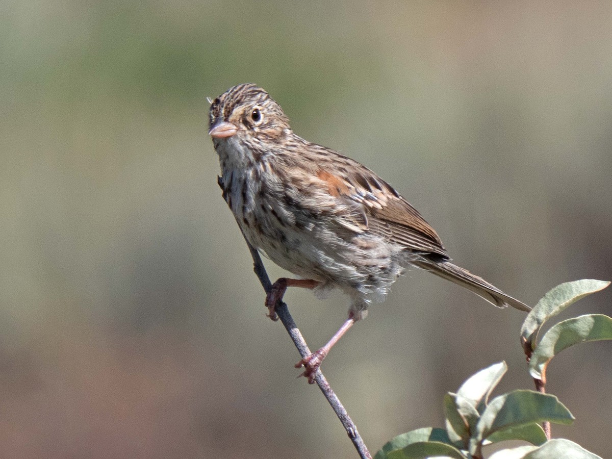 Vesper Sparrow - ML481308191