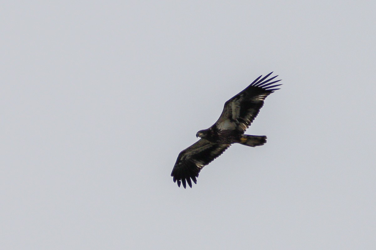 Bald Eagle - ML481313121