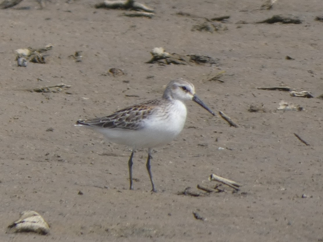 Western Sandpiper - ML481313611