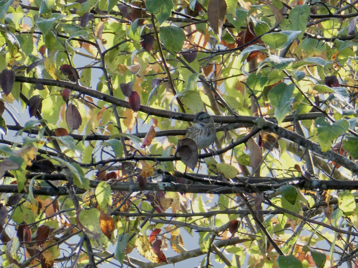 Lincoln's Sparrow - ML481313761