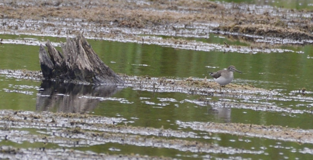 Solitary Sandpiper - ML481314811