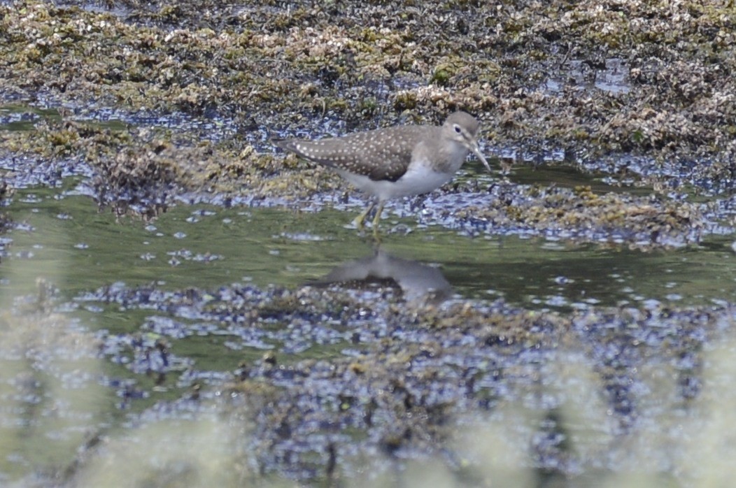 Solitary Sandpiper - Spencer Vanderhoof