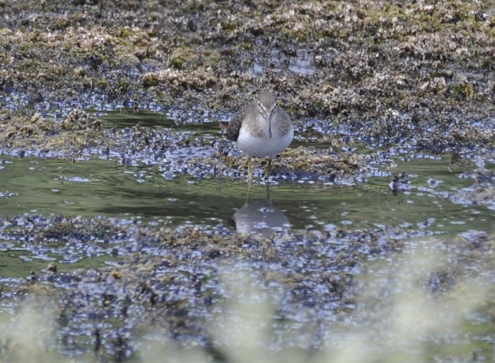 eremittsnipe - ML481314941