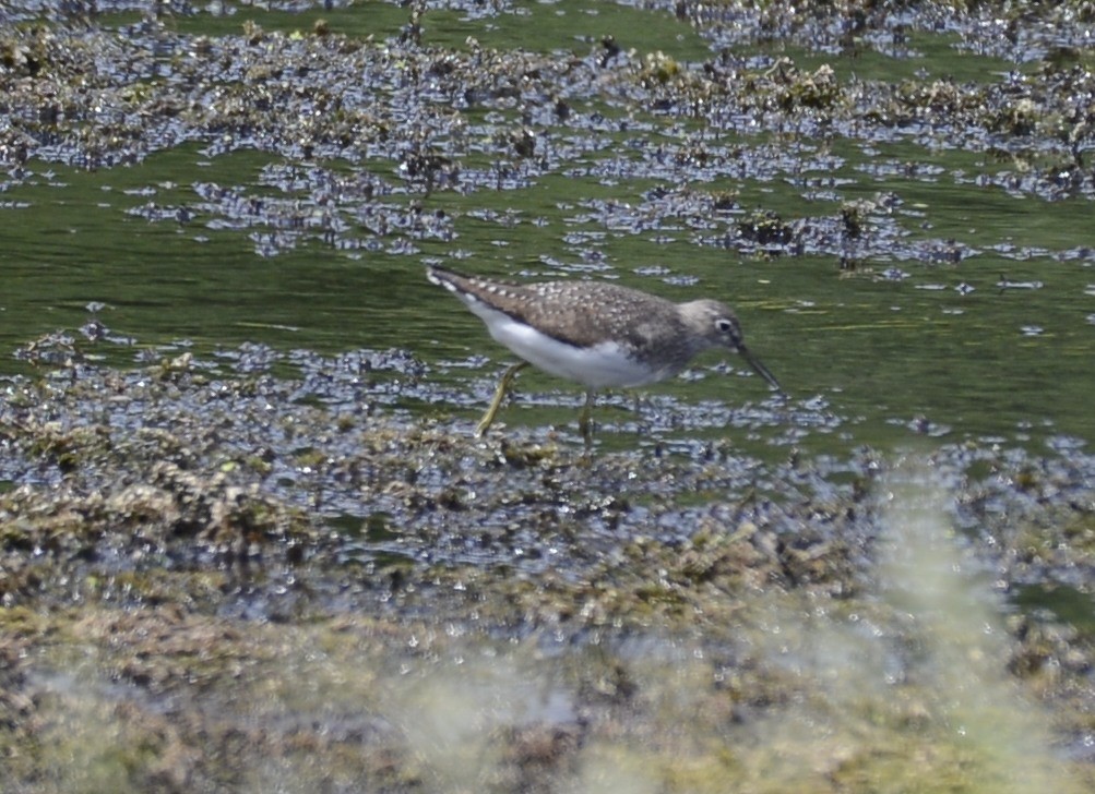 Solitary Sandpiper - ML481315421