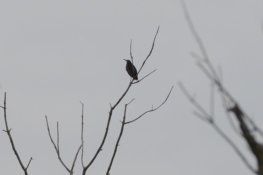 Green Heron - ML481315501