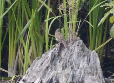 Song Sparrow - ML481315911