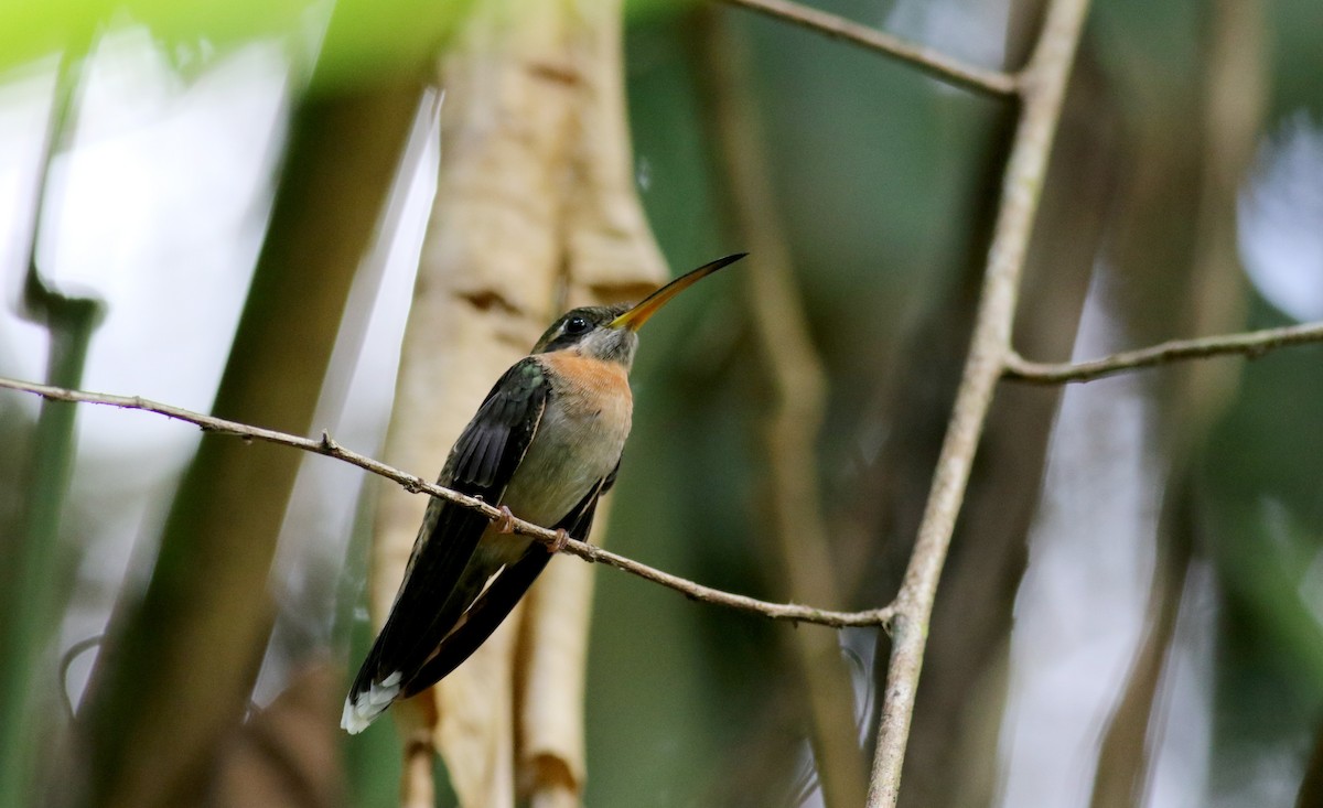 Band-tailed Barbthroat - Jay McGowan