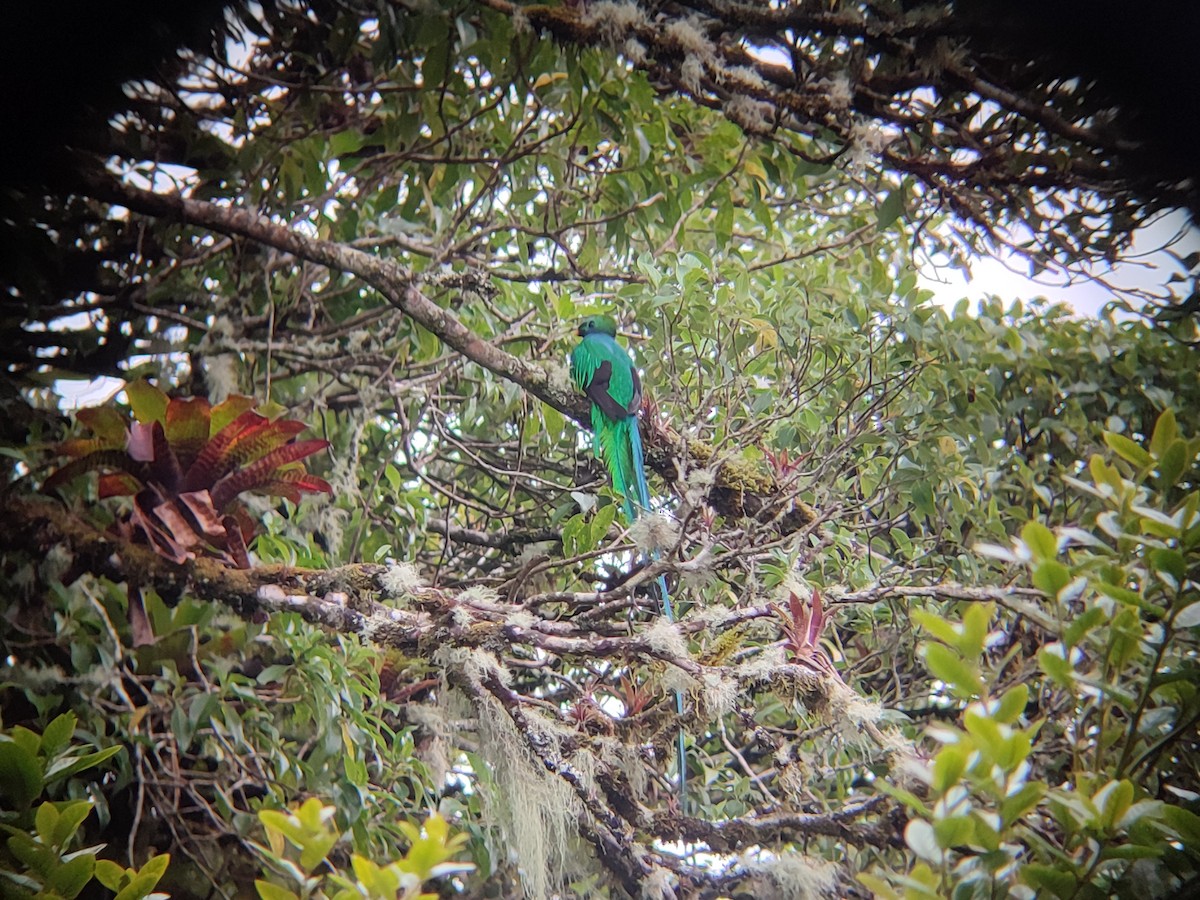 Resplendent Quetzal - ML481316281