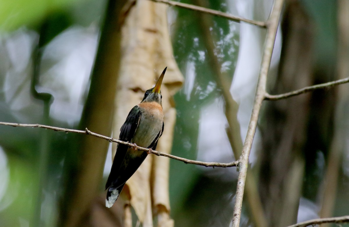 Band-tailed Barbthroat - Jay McGowan