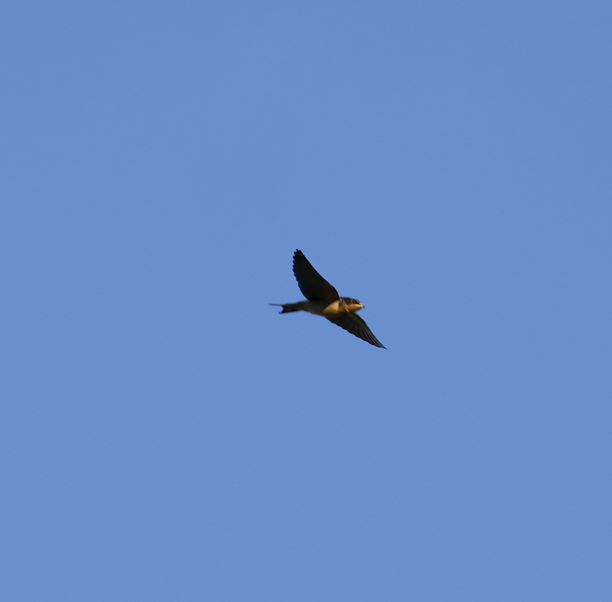 Barn Swallow - ML481317671