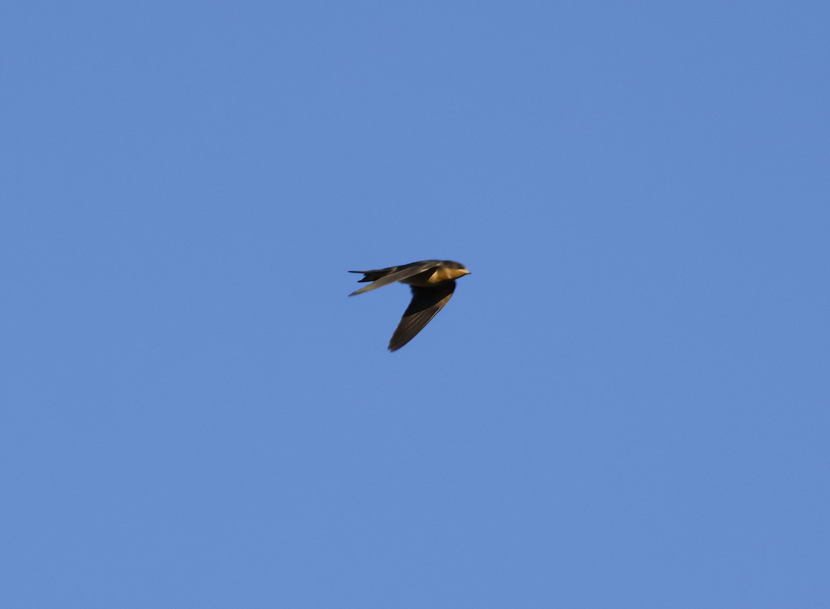 Barn Swallow - ML481317711