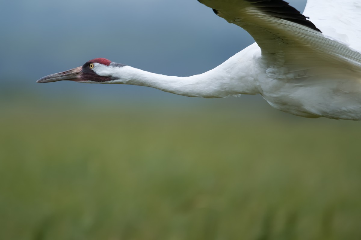 Whooping Crane - ML481318681