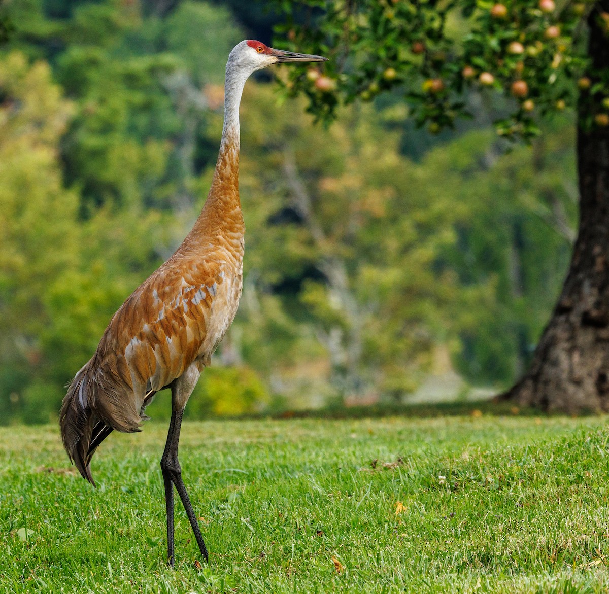 Sandhill Crane - Debbie Lombardo