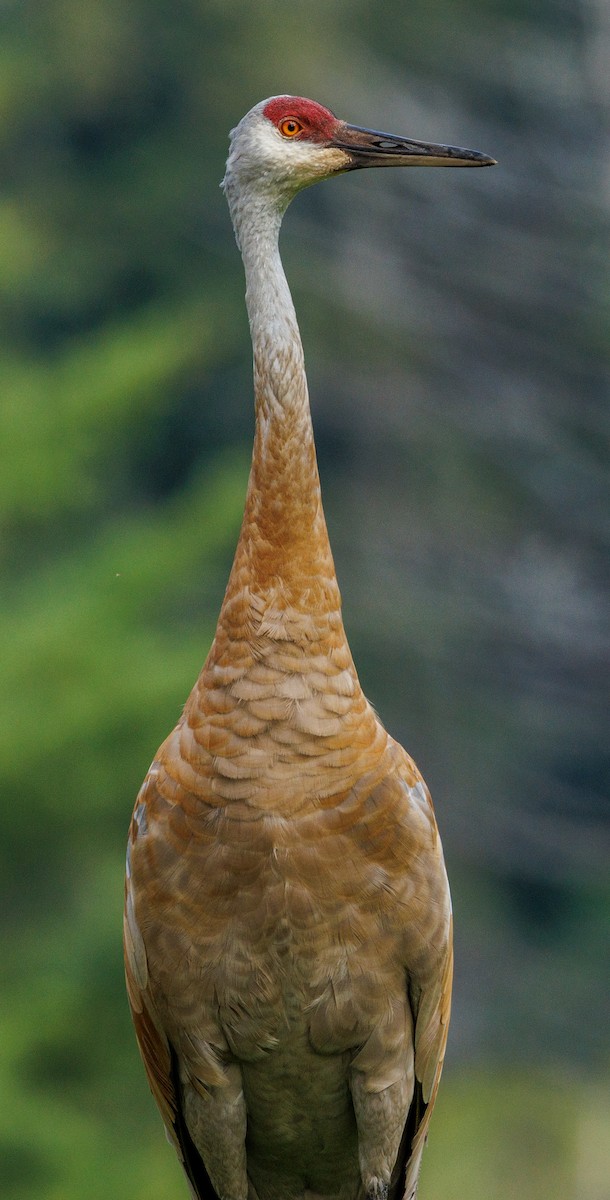 Sandhill Crane - Debbie Lombardo