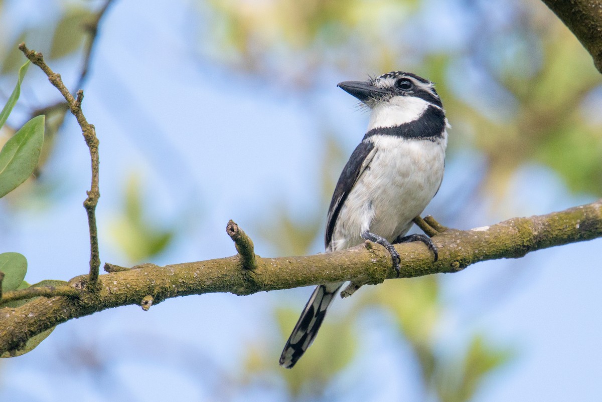 Pied Puffbird - ML481322391