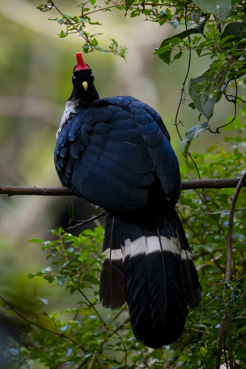 Horned Guan - ML481323071