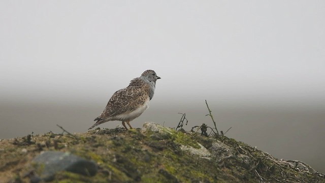 Least Seedsnipe - ML481323181