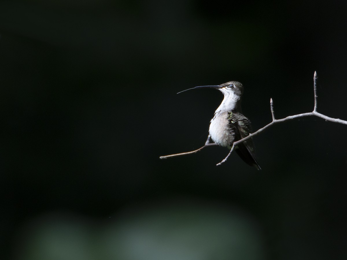 Ruby-throated Hummingbird - ML481324681