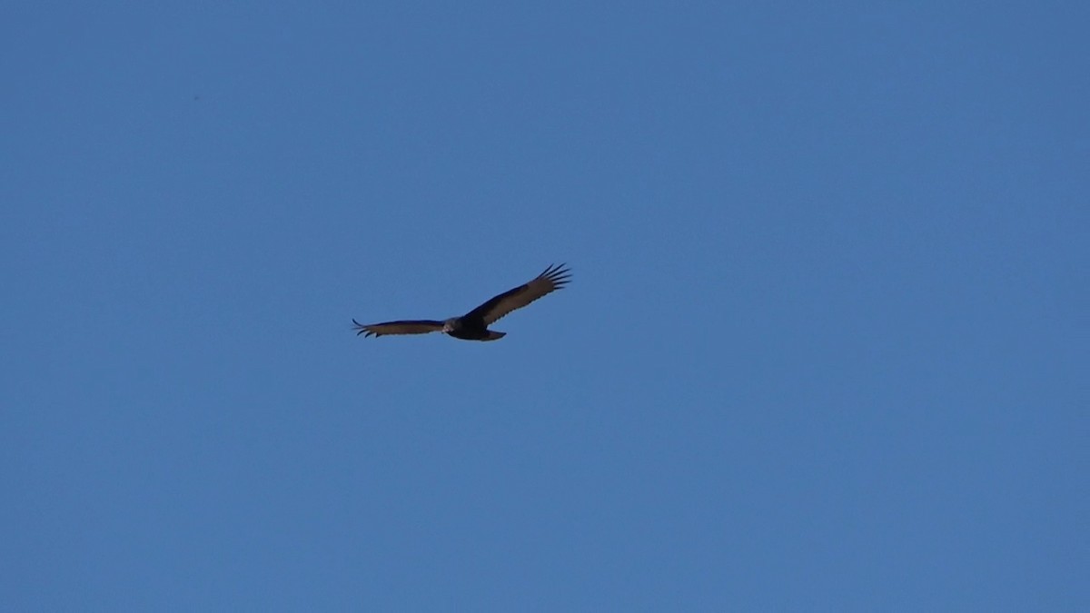 Turkey Vulture - ML481324901