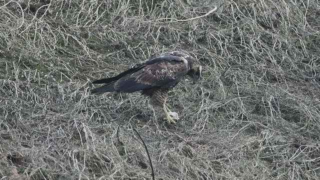 Black-chested Buzzard-Eagle - ML481325231