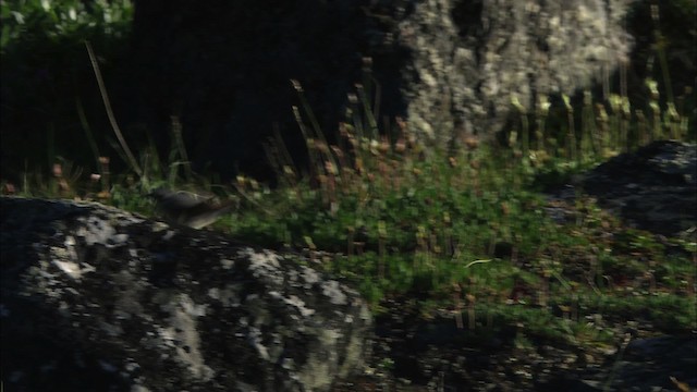 Кам’янка звичайна (підвид oenanthe/libanotica) - ML481326