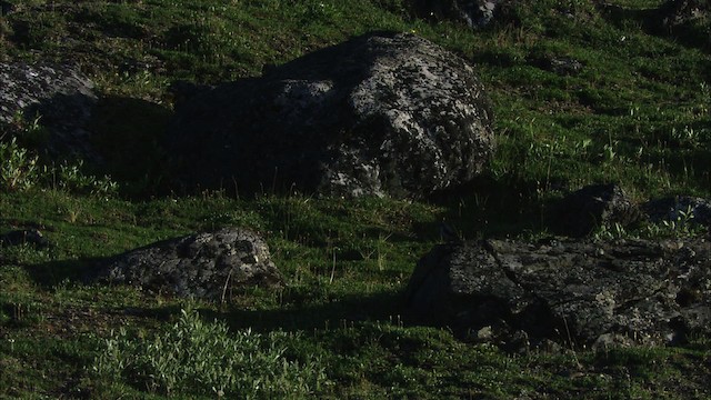 Кам’янка звичайна (підвид oenanthe/libanotica) - ML481327