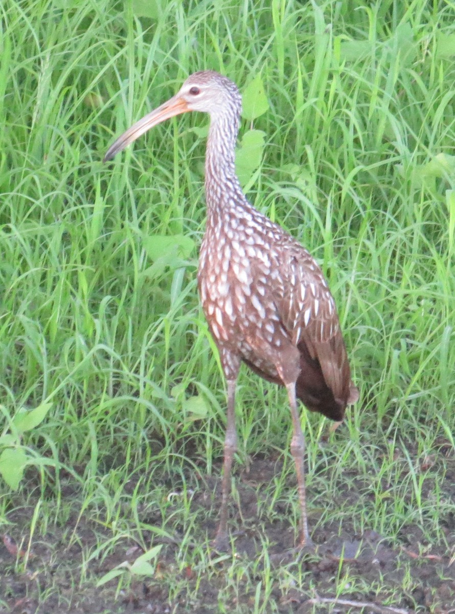 riksetrane - ML481327641