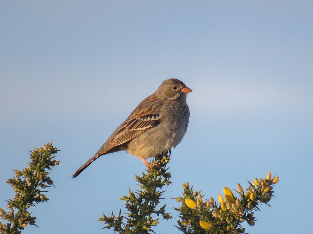 Mourning Sierra Finch - ML481327861