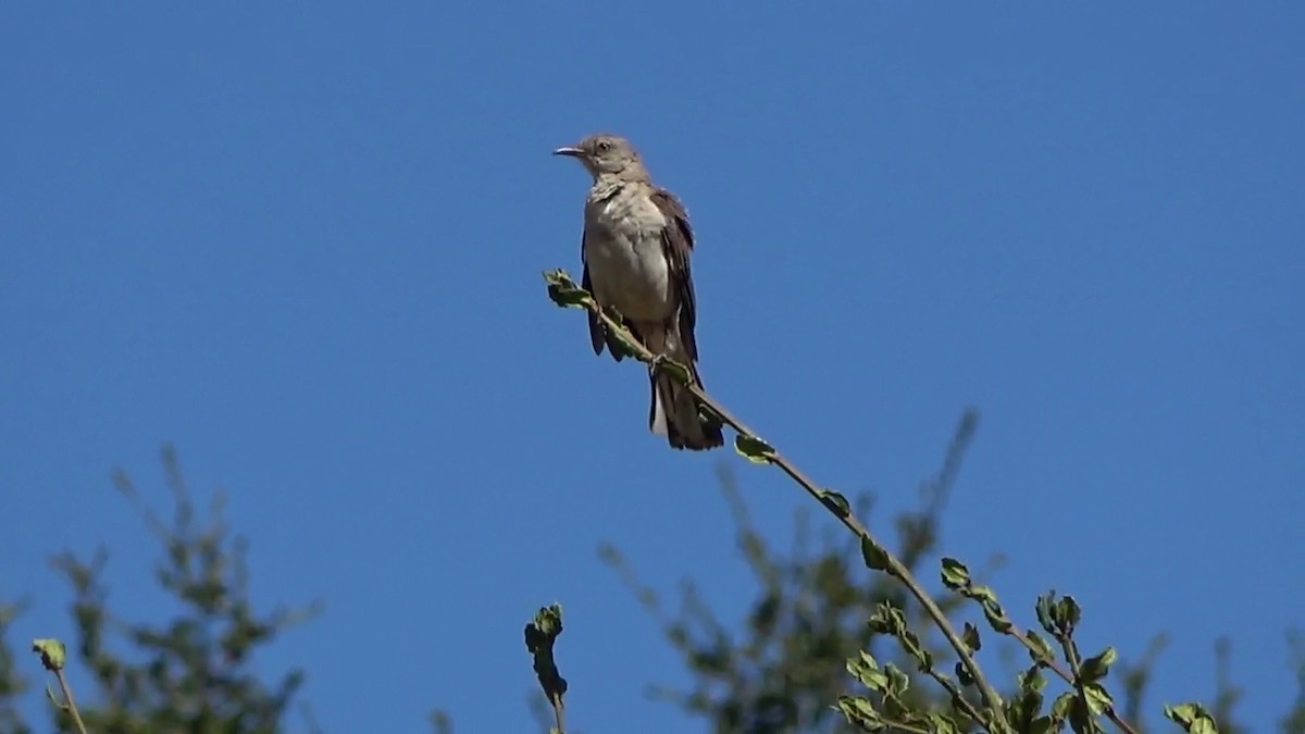 Kuzeyli Taklitçi - ML481327901