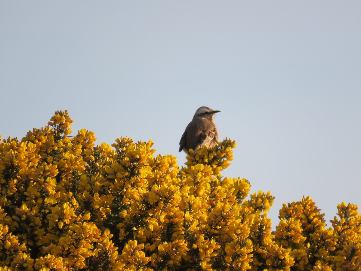 Chilean Mockingbird - ML481328001