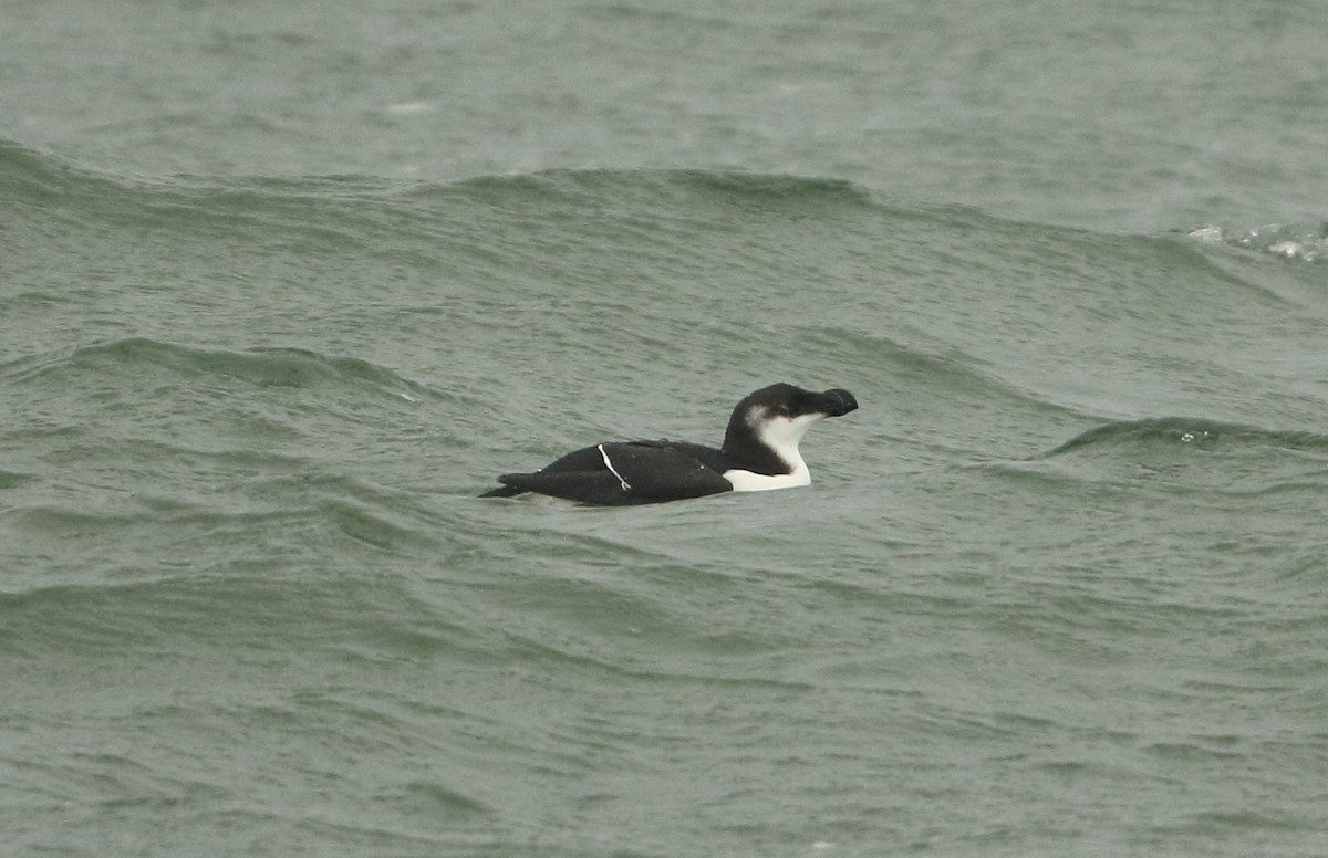 Razorbill - ML48132851