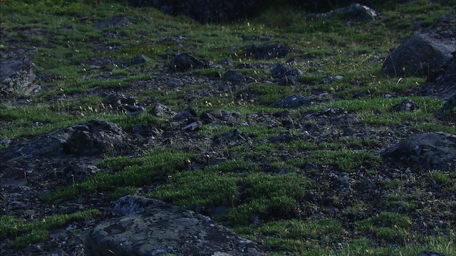 Кам’янка звичайна (підвид oenanthe/libanotica) - ML481329