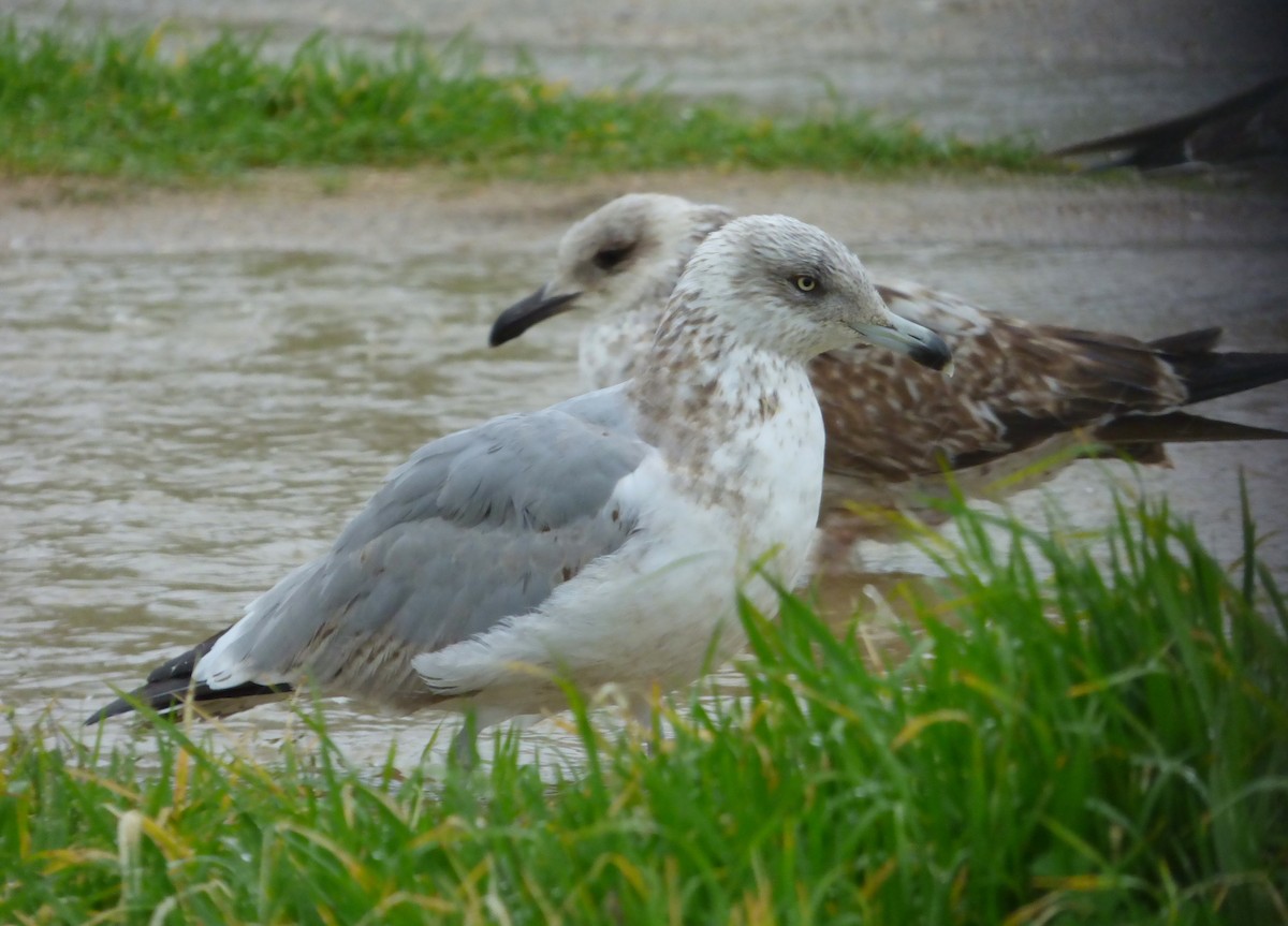 racek stříbřitý (ssp. smithsonianus) - ML48132921