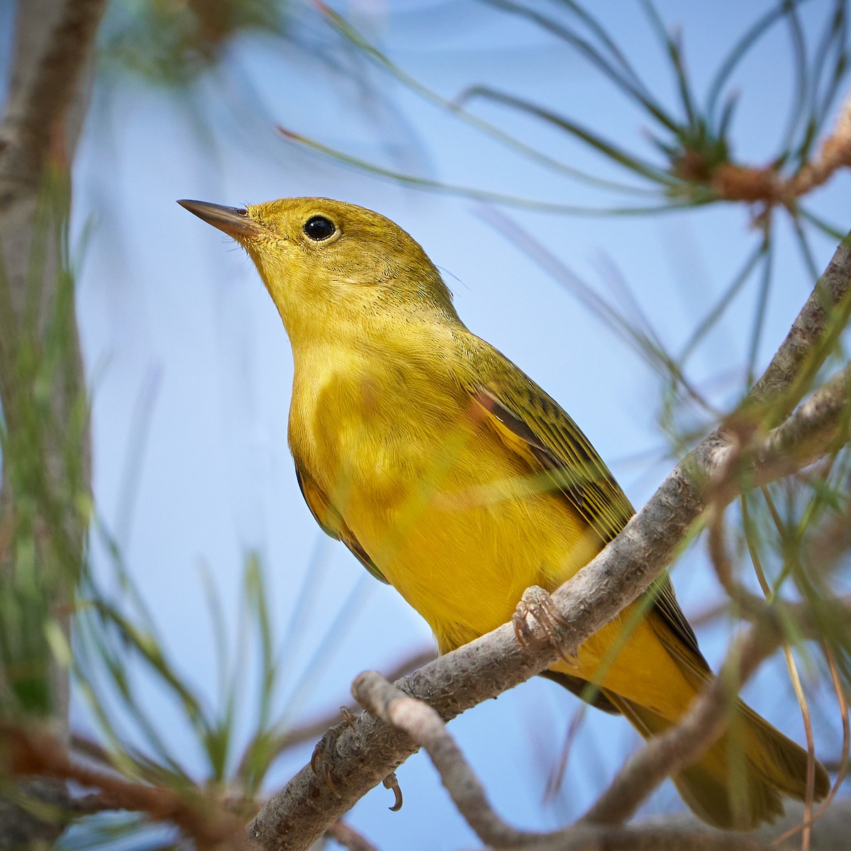 Yellow Warbler - David Anderson